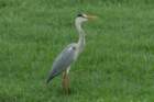 dsc09788_small.jpg