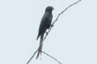 dsc09804_small.jpg