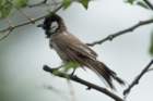 dsc09840_small.jpg