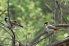 dsc09849_small.jpg