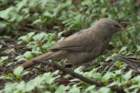 dsc09871_small.jpg