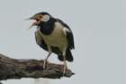 dsc09960_small.jpg
