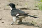 dsc09967_small.jpg
