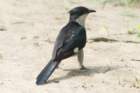 dsc09971_small.jpg