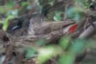 dsc10005_small.jpg