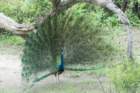dsc10028_small.jpg