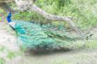 dsc10038_small.jpg
