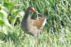 dsc01083_small.jpg