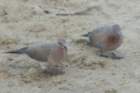 dsc01099_small.jpg