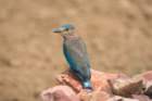 dsc01442_small.jpg