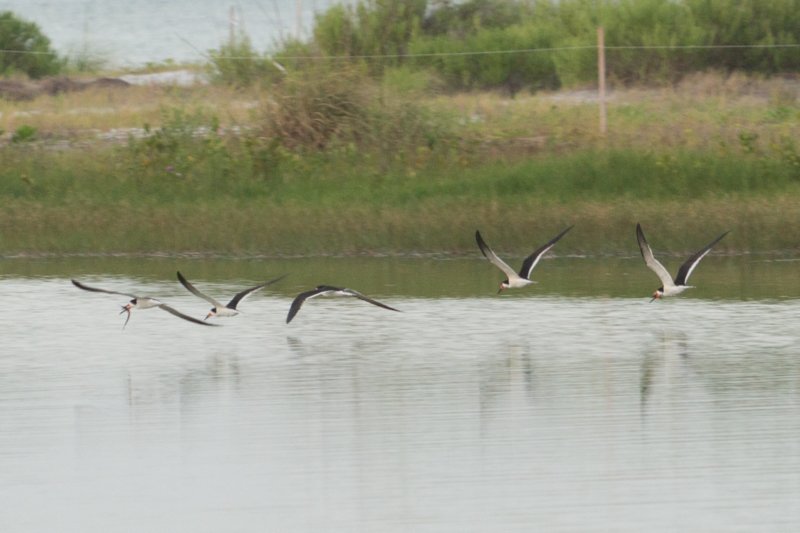 esterolagoon07072015dsc06698.jpg