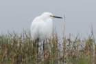 dsc08266_small.jpg