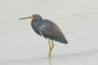 dsc08272_small.jpg