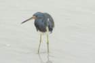 dsc08274_small.jpg