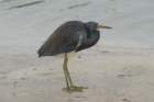 dsc08293_small.jpg
