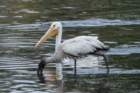 dsc08325_small.jpg