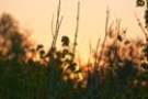 sunrise_20100402_sawgrass_lake_dsc02210_small.jpg
