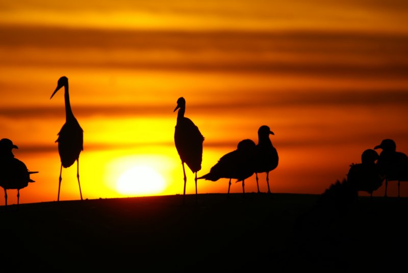 sunset_20071000_st_pete_beach4.jpg